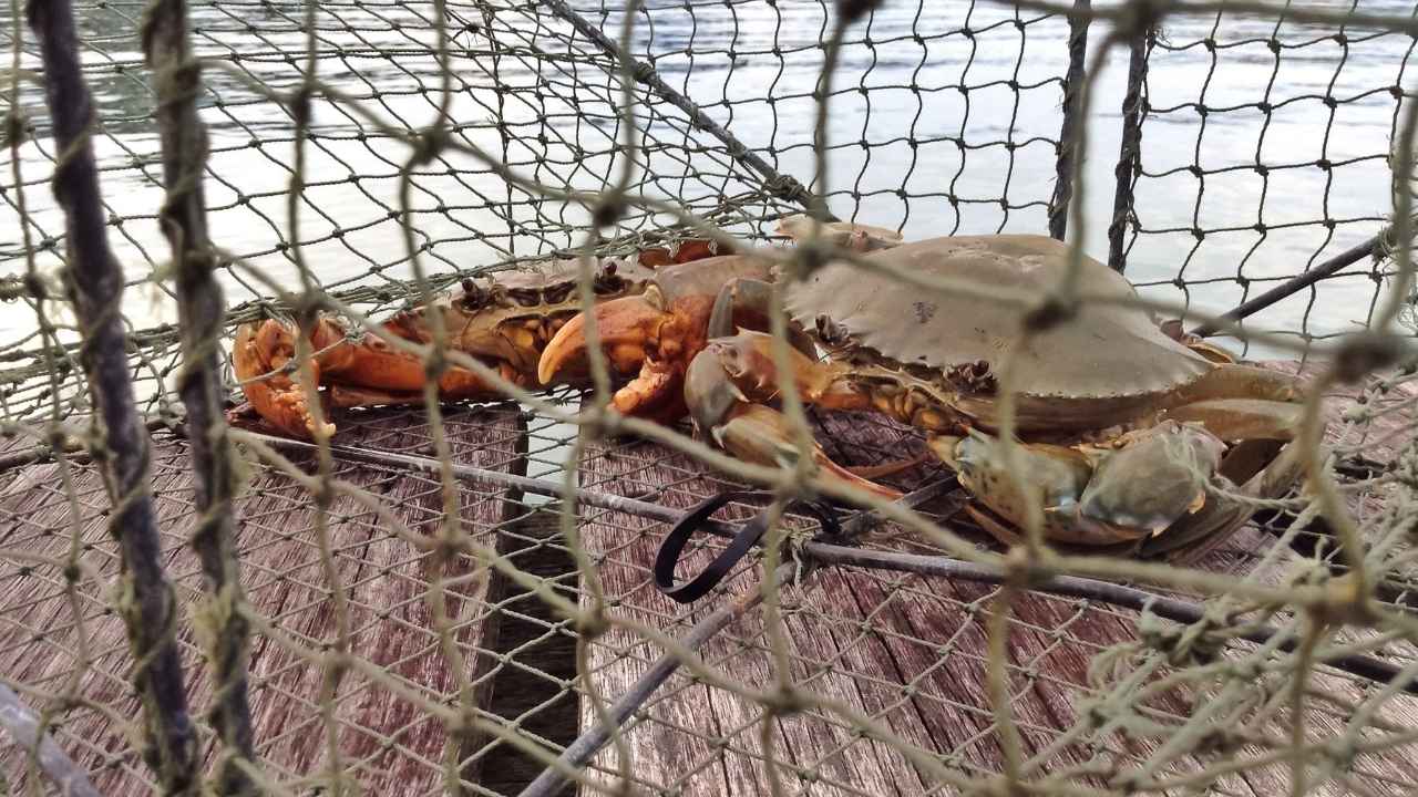 crabs in a crab trap