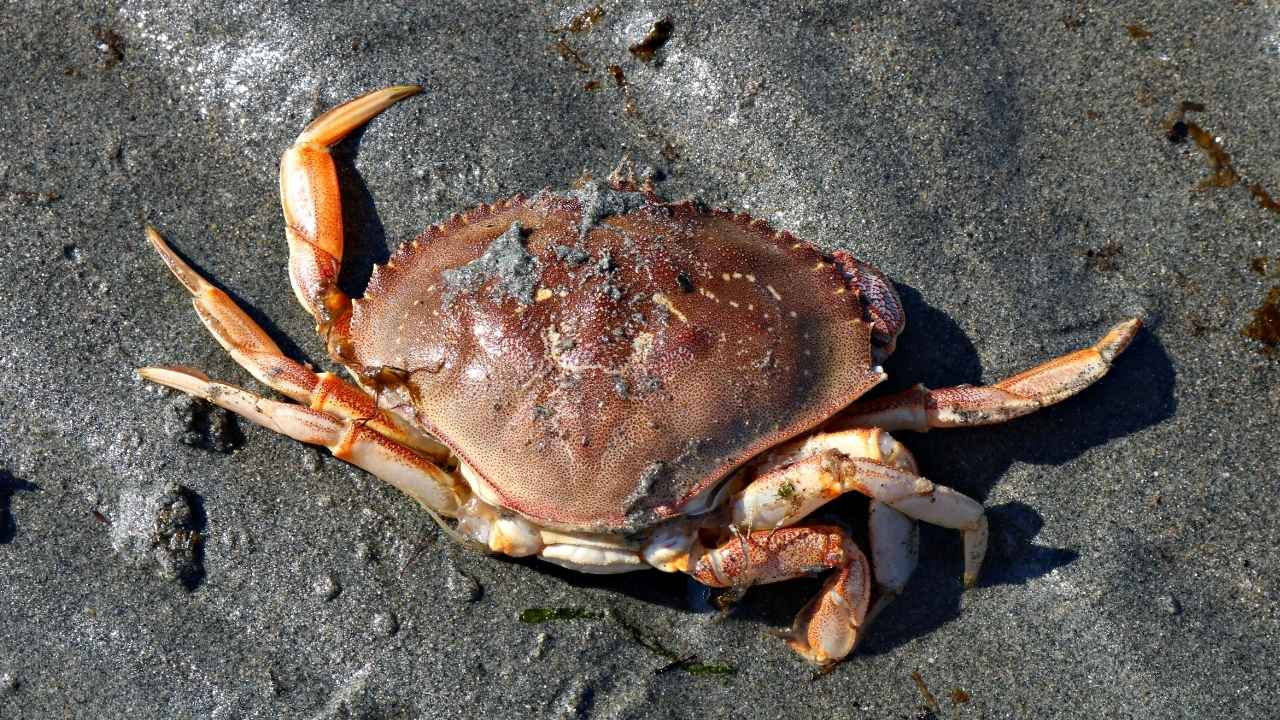 dungarees crab on the sand