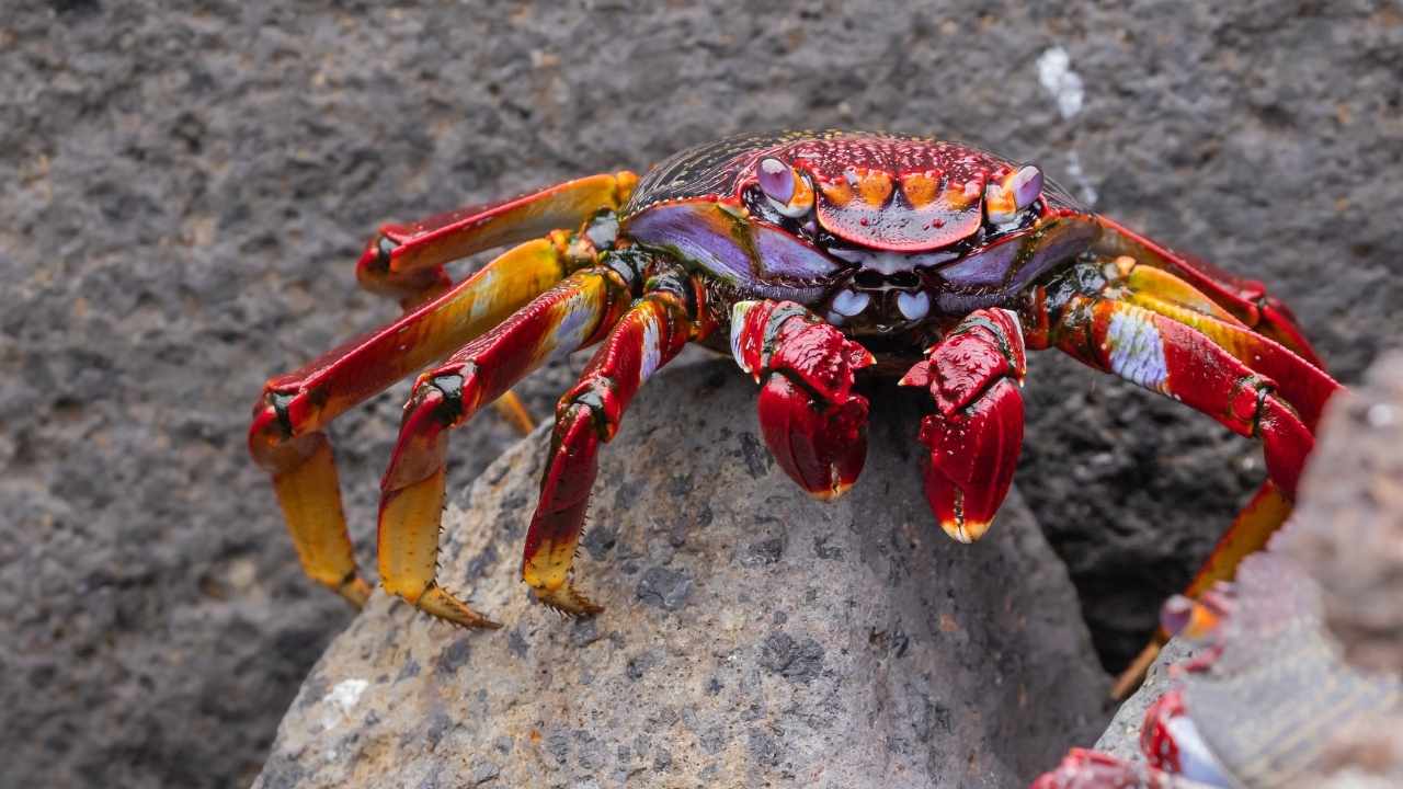 red rock crab