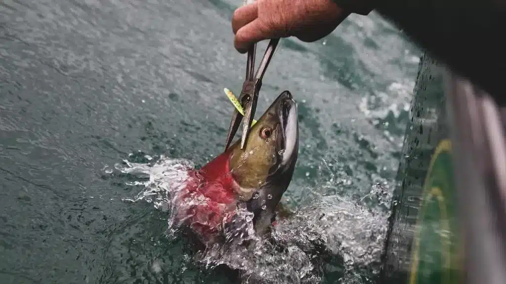 A salmon caught from a boat