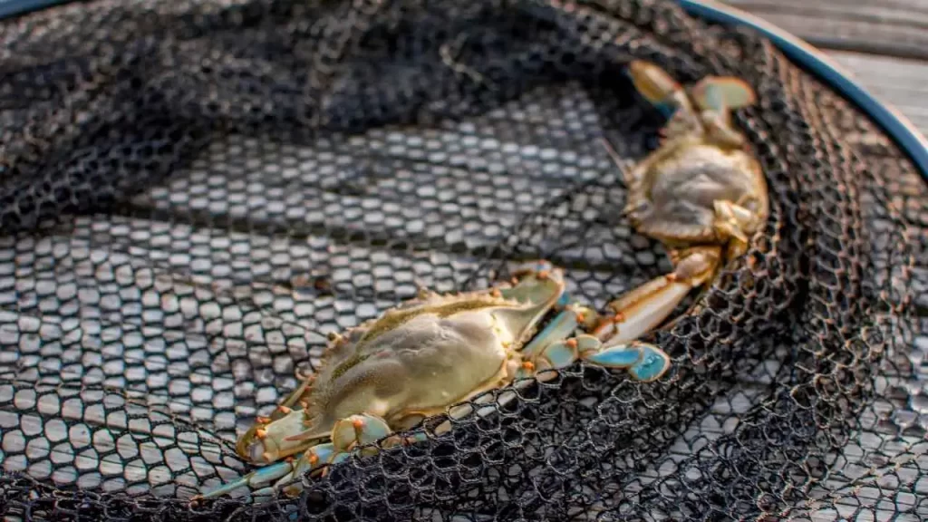 Crabs caught in the net