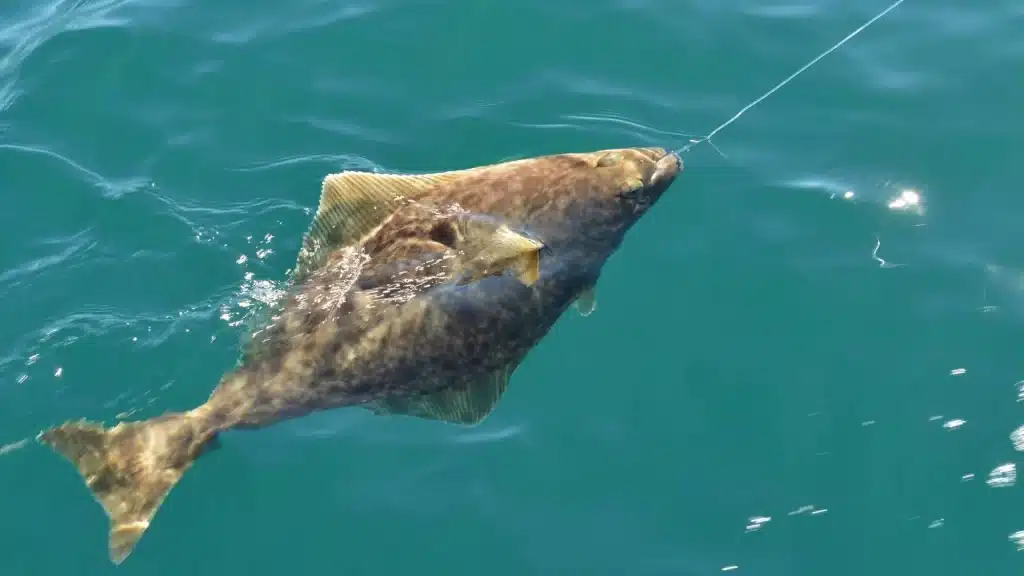 a halibut fish being reel in